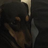 Gravhund Tilde
