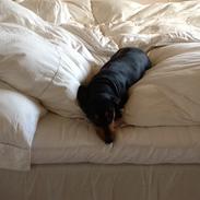 Gravhund Tilde