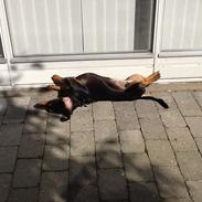 Gravhund Tilde