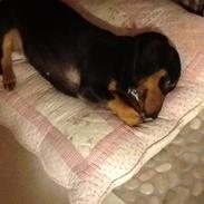 Gravhund Tilde