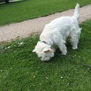 West highland white terrier Ozzy
