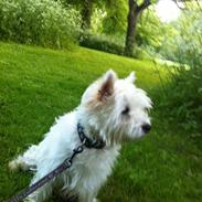 West highland white terrier Ozzy