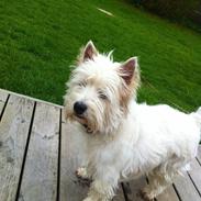West highland white terrier Ozzy