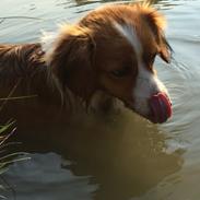 Kooikerhondje Zita