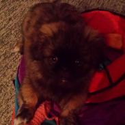 Blanding af racer Sofus