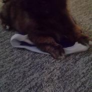 Blanding af racer Sofus