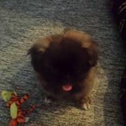 Blanding af racer Sofus