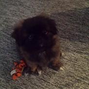 Blanding af racer Sofus