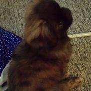 Blanding af racer Sofus