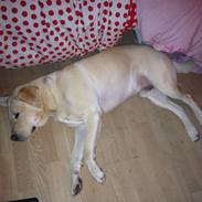 Labrador retriever Walther