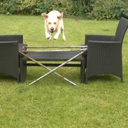 Labrador retriever Walther