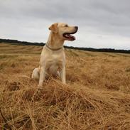 Labrador retriever Walther