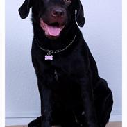 Labrador retriever Bailey`s Hera