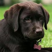 Labrador retriever Bailey`s Hera