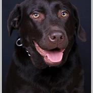 Labrador retriever Bailey`s Hera