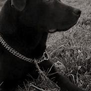 Labrador retriever Bailey`s Hera