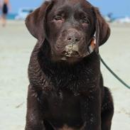 Labrador retriever Bailey`s Hera