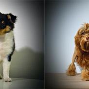 Shetland sheepdog Microgården's Zusie Q aka Esther