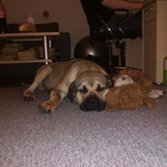 Dogo canario Rolf