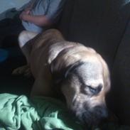 Dogo canario Rolf