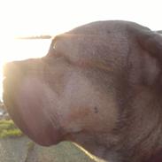 Dogo canario Rolf