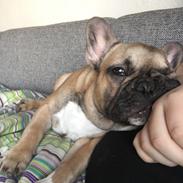 Fransk bulldog Alma