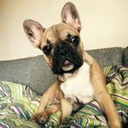 Fransk bulldog Alma
