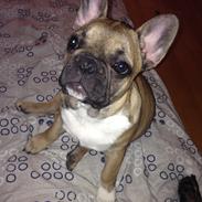 Fransk bulldog Alma
