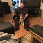 Alaskan malamute Shiva