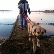 Dogo canario Rolf