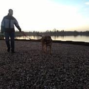 Dogo canario Rolf