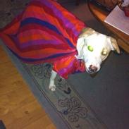 Blanding af racer Olivia