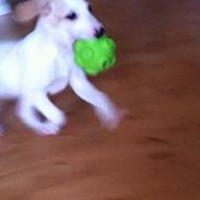 Blanding af racer Olivia