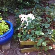 Blanding af racer Olivia