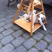 Blanding af racer Olivia