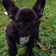 Fransk bulldog Eddie