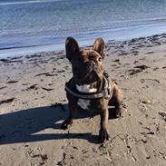 Fransk bulldog Eddie