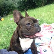 Fransk bulldog Eddie