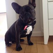 Fransk bulldog Eddie