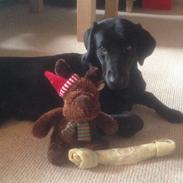 Labrador retriever Apple