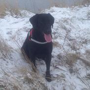 Labrador retriever Apple