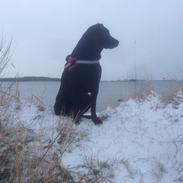 Labrador retriever Apple