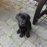 Labrador retriever Skipper