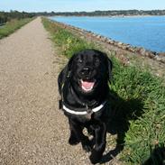 Labrador retriever Skipper