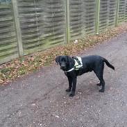 Labrador retriever Skipper
