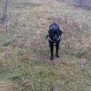 Labrador retriever Skipper