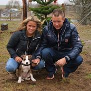 Staffordshire bull terrier Milo