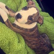 Staffordshire bull terrier Milo