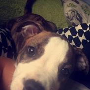 Staffordshire bull terrier Milo