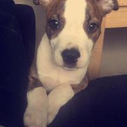 Staffordshire bull terrier Milo